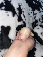 Pink, a female Chihuahua for sale in Elmendorf, TX – 2 of 2