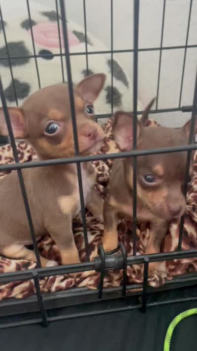 Sneakers, a male Chihuahua for sale in Elmendorf, TX – 5 of 5