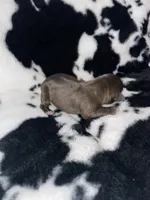 Bean, a male Chihuahua for sale in Elmendorf, TX – 2 of 2