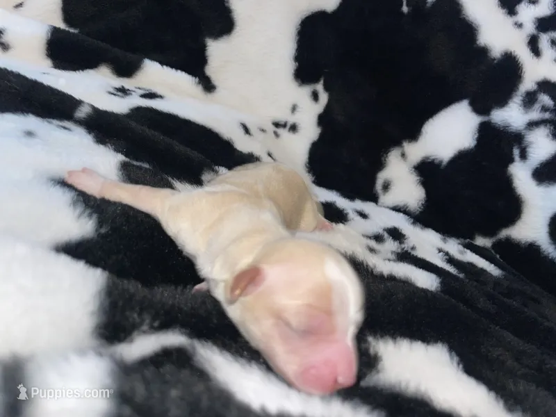 Potato – Chihuahua puppy for sale in Elmendorf, TX