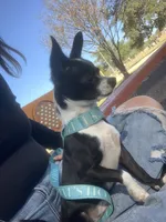 The boy, a male Chihuahua for sale in Elmendorf, TX – 4 of 5