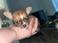 The boy, a male Chihuahua for sale in Elmendorf, TX – 3 of 4