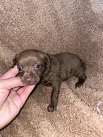 Bella, a female Chihuahua for sale in Elmendorf, TX – 2 of 2
