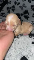 Female #6, a female Chihuahua for sale in Elmendorf, TX – 4 of 7