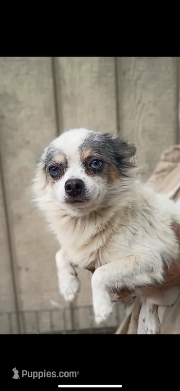 Handsome  – Chihuahua puppy for sale in Elmendorf, TX