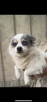 Handsome , a male Chihuahua for sale in Elmendorf, TX – 1 of 1