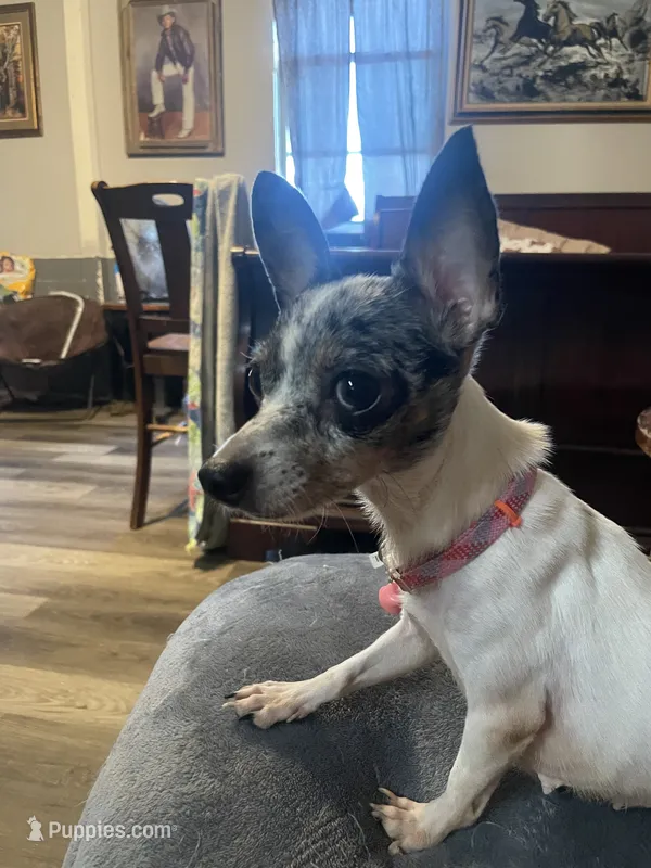 Pearl – Chihuahua puppy for sale in Elmendorf, TX