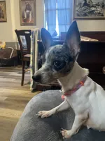 Pearl, a female Chihuahua for sale in Elmendorf, TX – 1 of 1