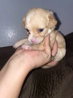 Coco girl , a female Chihuahua for sale in Elmendorf, TX – 7 of 8