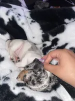 Minnie , a female Miniature Dachshund for sale in Elmendorf, TX – 2 of 4