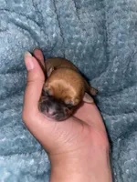 Faith , a female Chihuahua for sale in Elmendorf, TX – 2 of 3