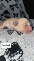 Female #6, a female Chihuahua for sale in Elmendorf, TX – 6 of 7