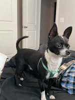 The boy, a male Chihuahua for sale in Elmendorf, TX – 2 of 5