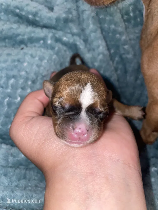 The boy – Chihuahua puppy for sale in Elmendorf, TX