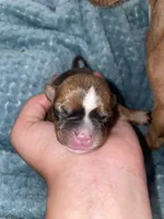 The boy, a male Chihuahua for sale in Elmendorf, TX – 1 of 4