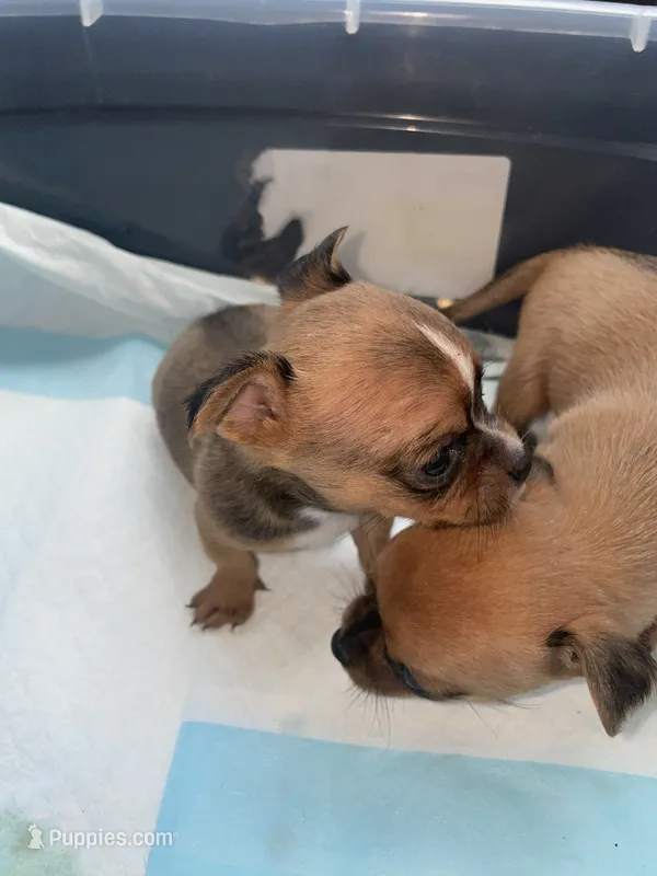 The boy – Chihuahua puppy for sale in Elmendorf, TX