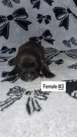 Female #3, a female Chihuahua for sale in Elmendorf, TX – 3 of 3
