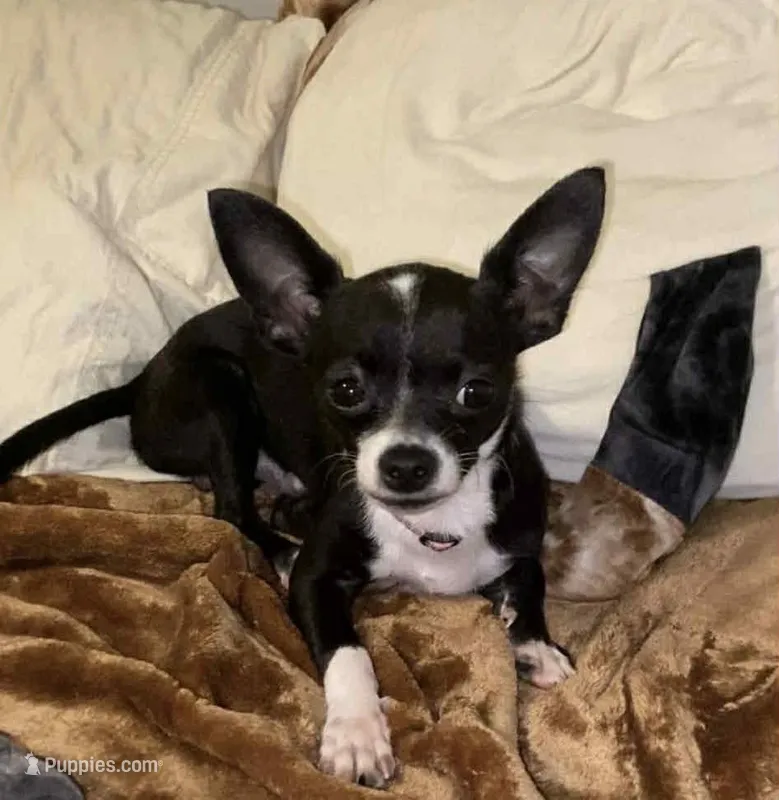 The boy  – Chihuahua puppy for sale in Elmendorf, TX