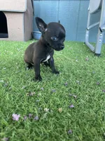 King, a male Chihuahua for sale in Elmendorf, TX – 4 of 4