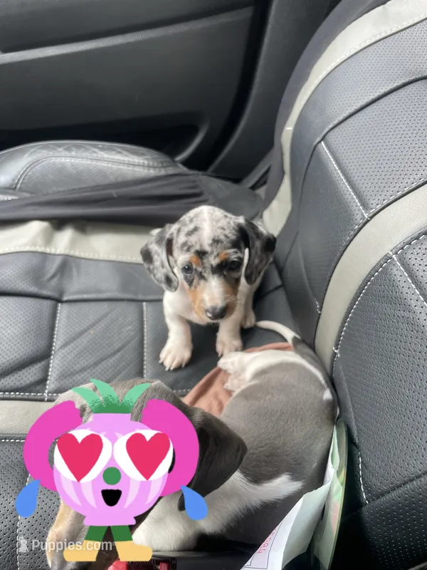 Minnie  – Miniature Dachshund puppy for sale in Elmendorf, TX