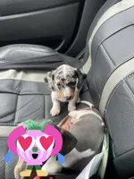 Minnie , a female Miniature Dachshund for sale in Elmendorf, TX – 1 of 4