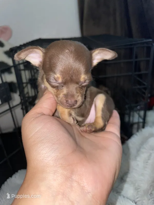 Hershey – Chihuahua puppy for sale in Elmendorf, TX