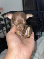 Hershey, a female Chihuahua for sale in Elmendorf, TX – 1 of 2