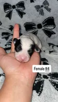 Female # 4, a female Chihuahua for sale in Elmendorf, TX – 4 of 5