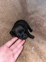 Boy, a male Chihuahua for sale in Elmendorf, TX – 3 of 3