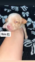 Male #1, a male Chihuahua for sale in Elmendorf, TX – 3 of 5