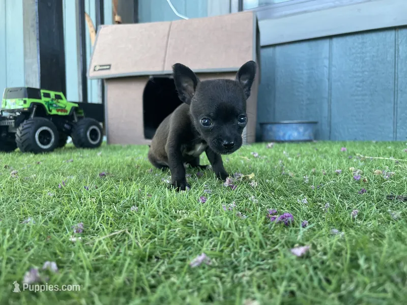 King, a male Chihuahua for sale in Elmendorf, TX – 1 of 4