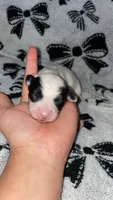 Female # 4, a female Chihuahua for sale in Elmendorf, TX – 5 of 5
