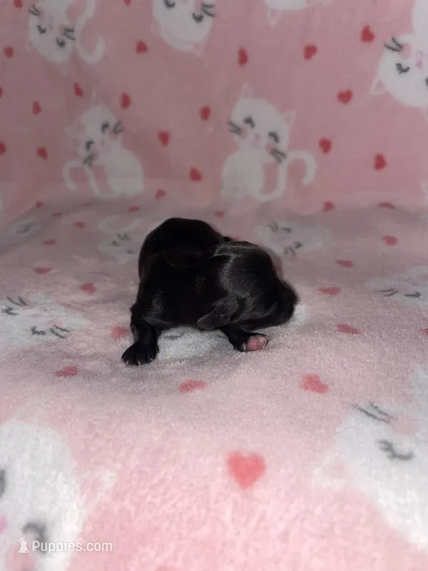 Tinker Bell – Chihuahua puppy for sale in Elmendorf, TX