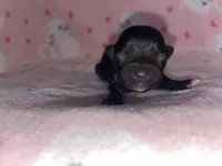 Tinker Bell, a female Chihuahua for sale in Elmendorf, TX – Photo 2 of 4