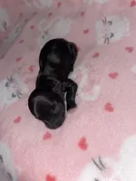 Tinker Bell, a female Chihuahua for sale in Elmendorf, TX – Photo 3 of 4