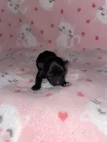 Tinker Bell, a female Chihuahua for sale in Elmendorf, TX – Photo 4 of 4