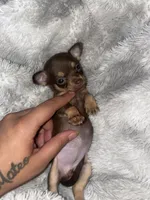 Coco, a female Chihuahua for sale in Elmendorf, TX – 1 of 3