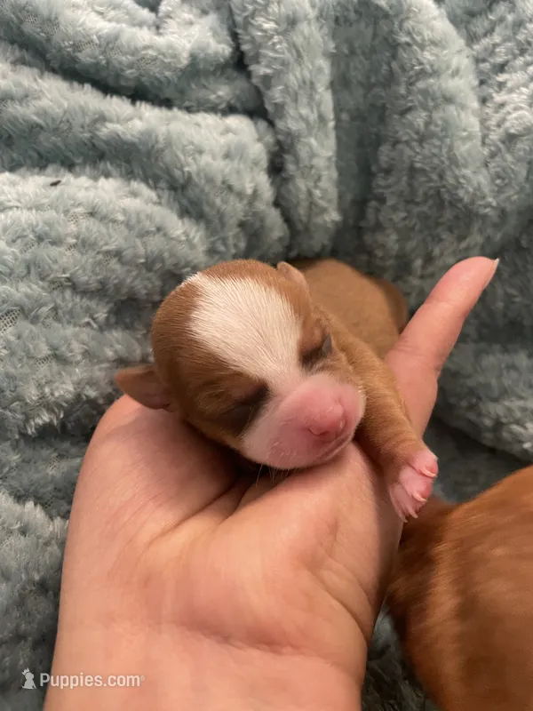 Coco – Chihuahua puppy for sale in Elmendorf, TX
