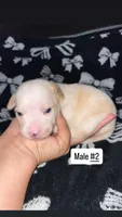 Male 2, a male Chihuahua for sale in Elmendorf, TX – 4 of 5