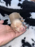 Blue , a male Chihuahua for sale in Elmendorf, TX – 2 of 2