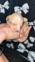 Female #2, a female Chihuahua for sale in Elmendorf, TX – 8 of 8