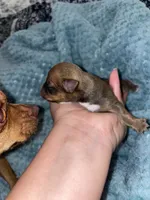 The boy, a male Chihuahua for sale in Elmendorf, TX – 2 of 4
