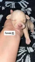 Female #1, a female Chihuahua for sale in Elmendorf, TX – 3 of 3