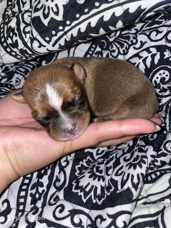 The boy – Chihuahua puppy for sale in Elmendorf, TX