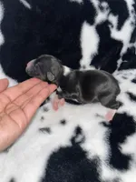 Teddy , a male Chihuahua for sale in Elmendorf, TX – 2 of 3