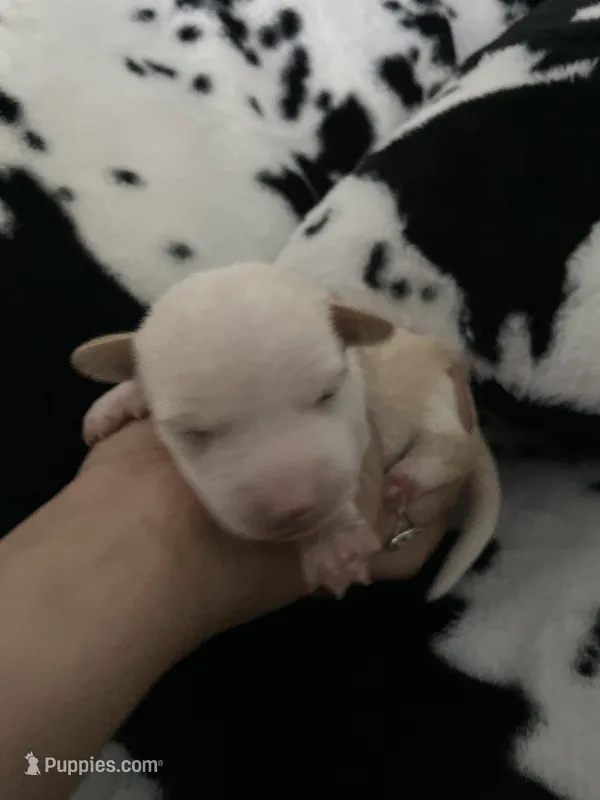 Green  – Chihuahua puppy for sale in Elmendorf, TX