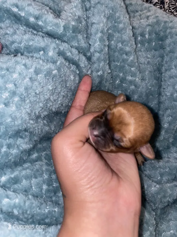 Faith  – Chihuahua puppy for sale in Elmendorf, TX