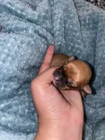 Faith , a female Chihuahua for sale in Elmendorf, TX – 1 of 3