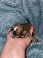 The boy, a male Chihuahua for sale in Elmendorf, TX – 4 of 4