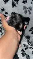 Female #5 , a female Chihuahua for sale in Elmendorf, TX – 6 of 6